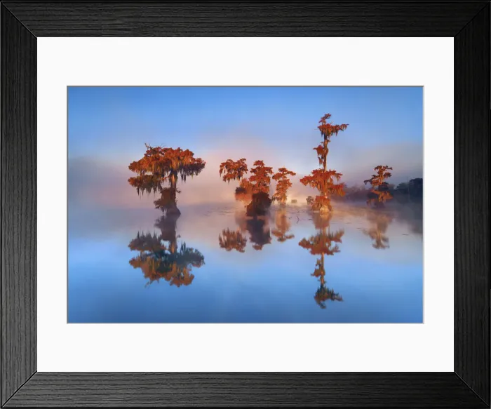 Framed Print : Bald cypress forest in fog - USA, Louisiana, St. Martin, Lake Martin