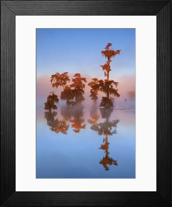 Framed Print : Bald cypress forest in fog - USA, Louisiana, St. Martin, Lake Martin Framed Print : Bald cypress forest in fog - USA, Louisiana, St. Martin, Lake Martin
