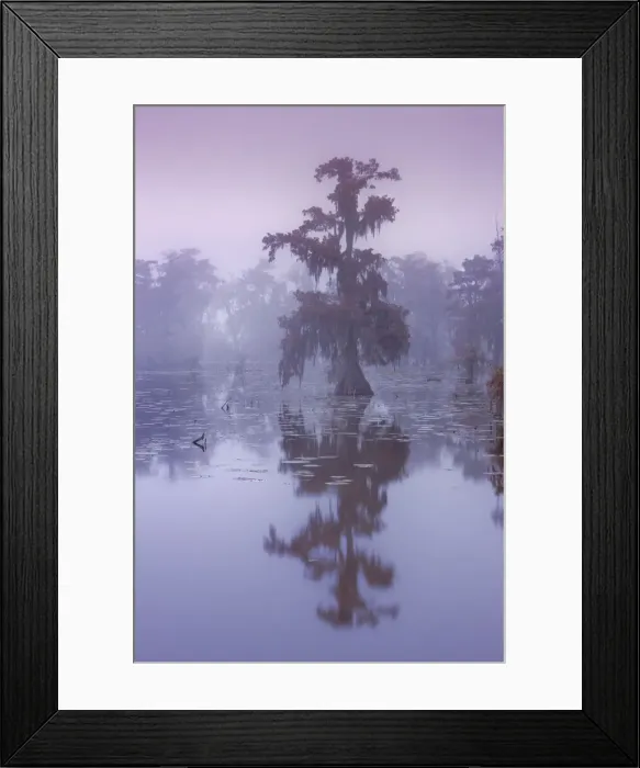 Framed Print : Bald cypress in fog - USA, Louisiana, St. Martin, Lake Martin