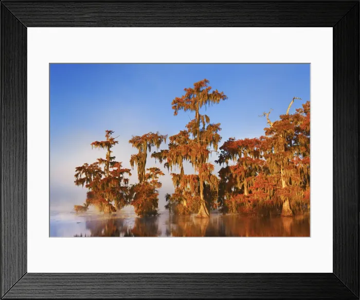 Framed Print : Bald cypress forest in fog - USA, Louisiana, St. Martin, Lake Martin