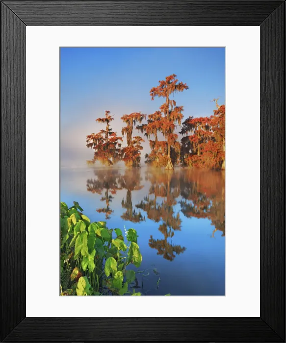 Framed Print : Bald cypress forest in fog - USA, Louisiana, St. Martin, Lake Martin