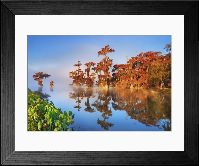Framed Print : Bald cypress forest in fog - USA, Louisiana, St. Martin, Lake Martin