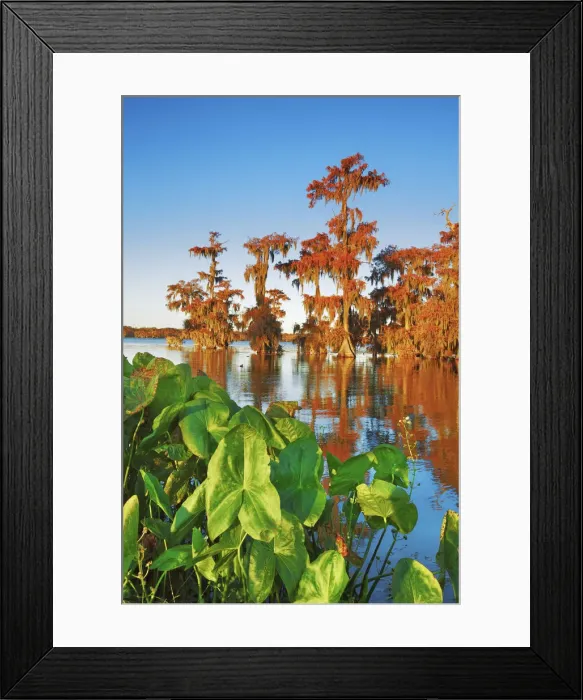 Framed Print : Bald cypress forest - USA, Louisiana, St. Martin, Lake Martin Framed Print : Bald cypress forest - USA, Louisiana, St. Martin, Lake Martin