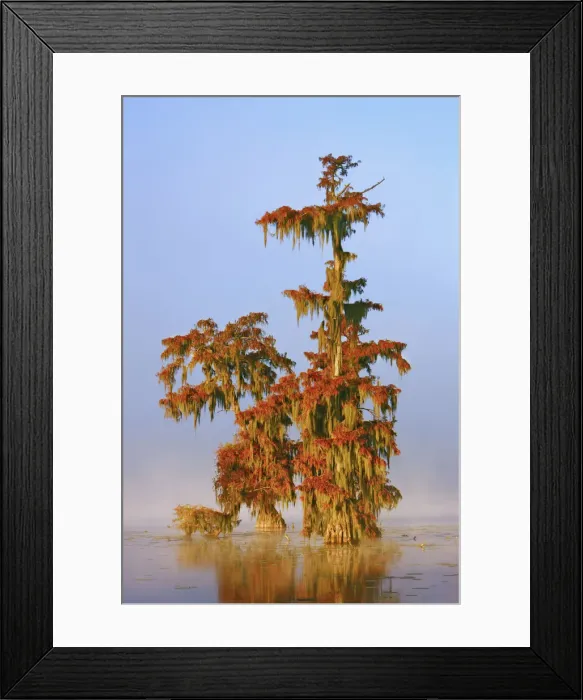 Framed Print : Bald cypress forest in fog - USA, Louisiana, St. Martin, Lake Martin Framed Print : Bald cypress forest in fog - USA, Louisiana, St. Martin, Lake Martin
