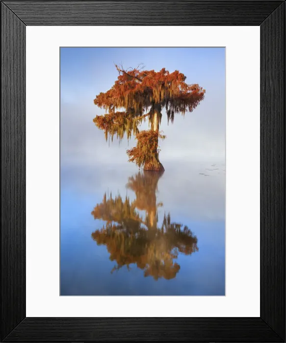 Framed Print : Bald cypress in fog - USA, Louisiana, St. Martin, Lake Martin Framed Print : Bald cypress in fog - USA, Louisiana, St. Martin, Lake Martin