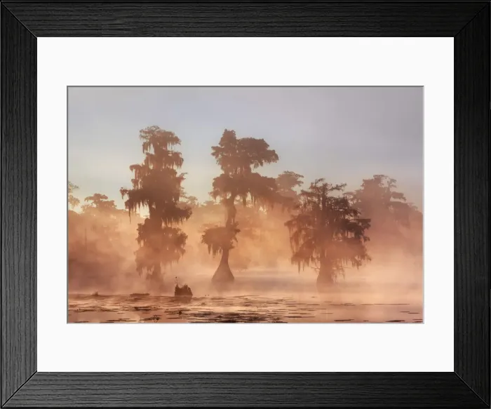 Framed Print : Bald cypress forest in fog - USA, Louisiana, St. Martin, Lake Martin