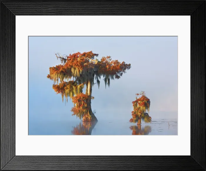 Framed Print : Bald cypress in fog - USA, Louisiana, St. Martin, Lake Martin Framed Print : Bald cypress in fog - USA, Louisiana, St. Martin, Lake Martin
