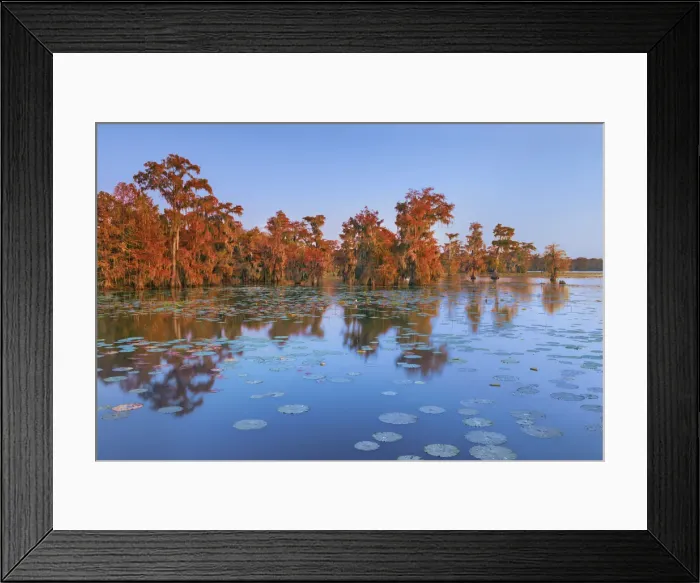 Framed Print : Bald cypress forest - USA, Louisiana, St. Martin, Lake Martin Framed Print : Bald cypress forest - USA, Louisiana, St. Martin, Lake Martin