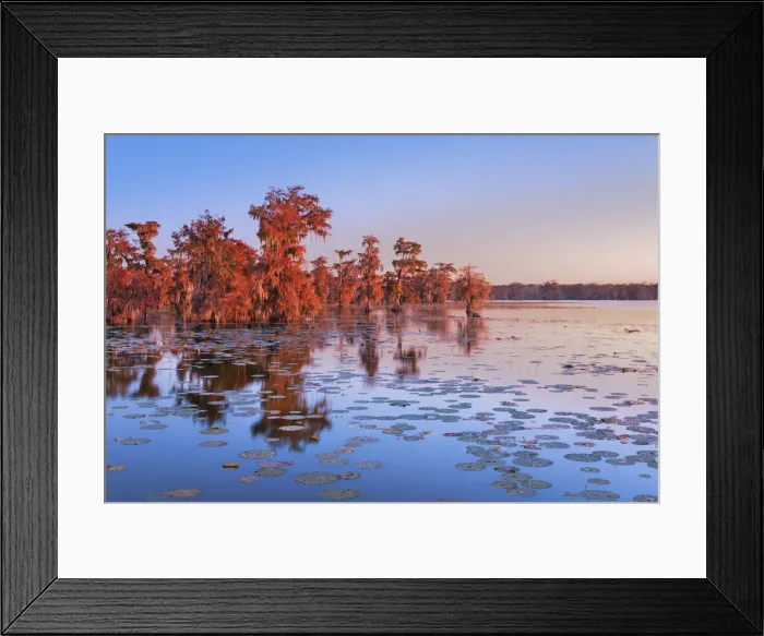 Framed Print : Bald cypress forest - USA, Louisiana, St. Martin, Lake Martin Framed Print : Bald cypress forest - USA, Louisiana, St. Martin, Lake Martin