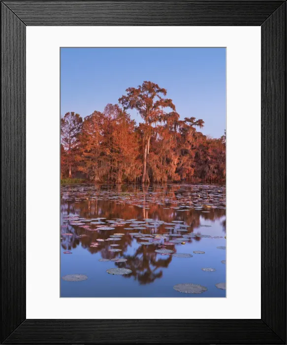Framed Print : Bald cypress forest - USA, Louisiana, St. Martin, Lake Martin Framed Print : Bald cypress forest - USA, Louisiana, St. Martin, Lake Martin
