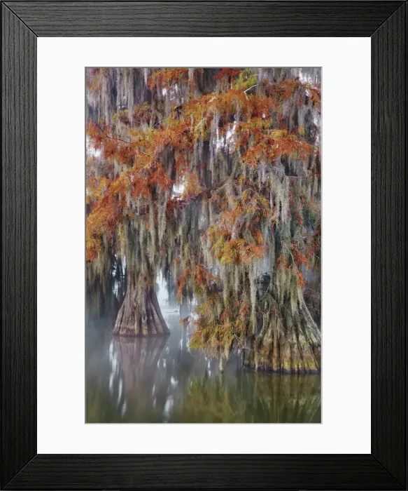 Framed Print : Bald cypress in autumn colours - USA, Louisiana, St. Martin, Lake Martin Framed Print : Bald cypress in autumn colours - USA, Louisiana, St. Martin, Lake Martin