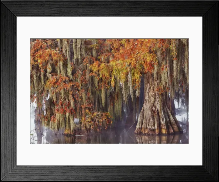 Framed Print : Bald cypress in autumn colours - USA, Louisiana, St. Martin, Lake Martin