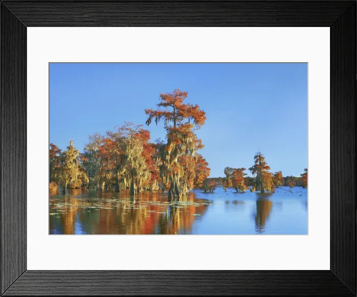 Framed Print : Bald cypress forest in autumn colours - USA, Louisiana, St. Martin, Lake Martin Framed Print : Bald cypress forest in autumn colours - USA, Louisiana, St. Martin, Lake Martin