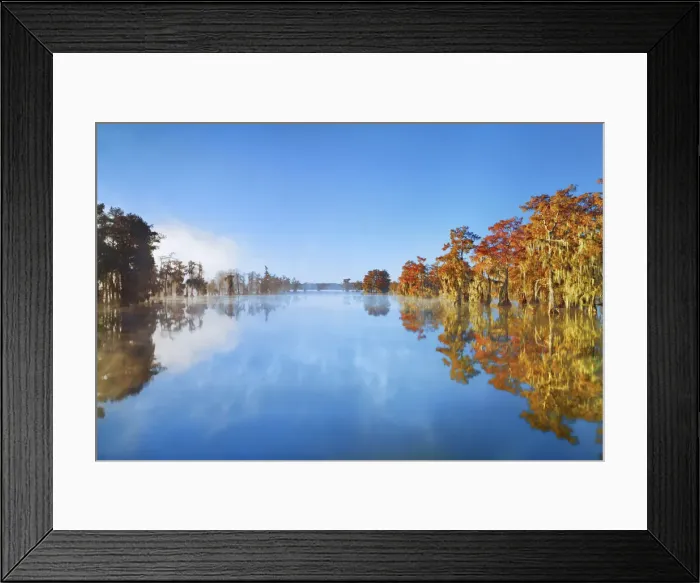 Framed Print : Bald cypress forest in autumn colours with fog - USA, Louisiana, St. Martin, Lake Martin Framed Print : Bald cypress forest in autumn colours with fog - USA, Louisiana, St. Martin, Lake Martin