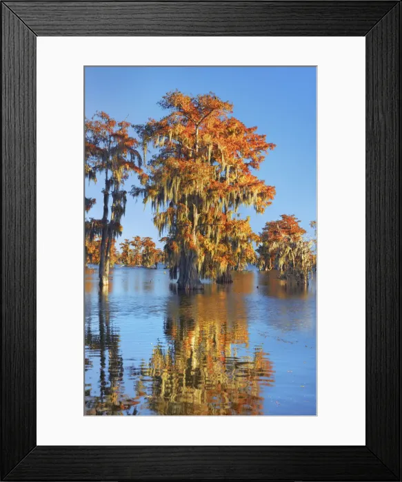Framed Print : Bald cypress forest in autumn colours - USA, Louisiana, St. Martin, Lake Martin Framed Print : Bald cypress forest in autumn colours - USA, Louisiana, St. Martin, Lake Martin