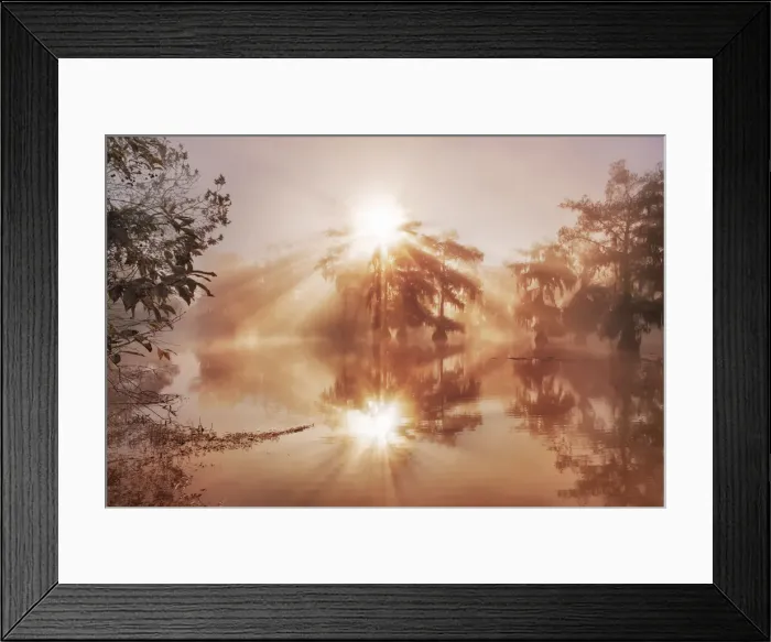 Framed Print : Bald cypress forest in fog - USA, Louisiana, St. Martin, Lake Martin