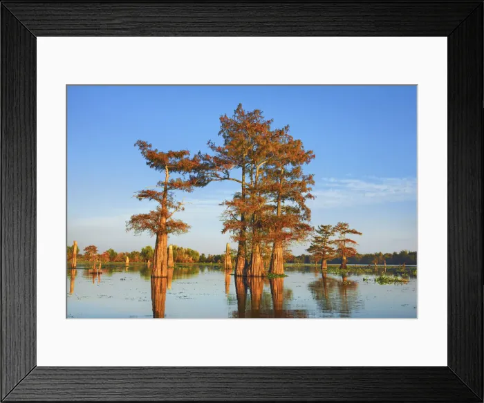 Framed Print : Bald cypress - USA, Louisiana, St. Martin, Henderson Lake Framed Print : Bald cypress - USA, Louisiana, St. Martin, Henderson Lake