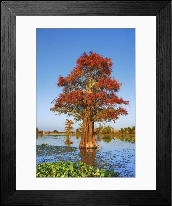 Framed Print : Bald cypress and water hyacinths - USA, Louisiana, St. Martin, Henderson Lake Framed Print : Bald cypress and water hyacinths - USA, Louisiana, St. Martin, Henderson Lake