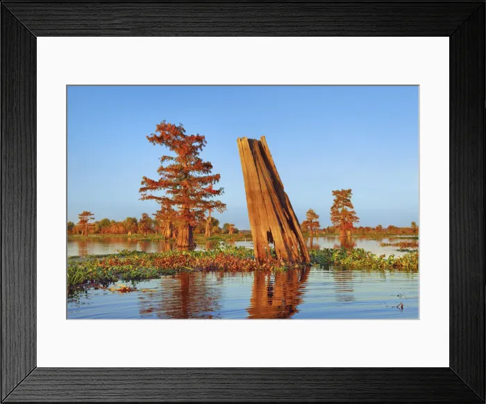 Framed Print : Bald cypress and water hyacinths - USA, Louisiana, St. Martin, Henderson Lake Framed Print : Bald cypress and water hyacinths - USA, Louisiana, St. Martin, Henderson Lake
