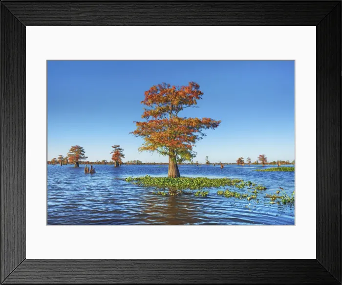 Framed Print : Bald cypress and water hyacinths - USA, Louisiana, St. Martin, Henderson Lake Framed Print : Bald cypress and water hyacinths - USA, Louisiana, St. Martin, Henderson Lake