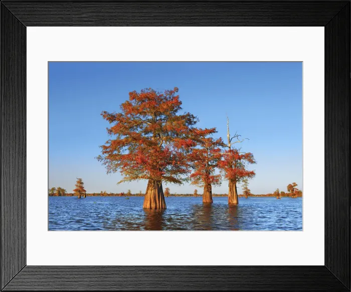Framed Print : Bald cypress - USA, Louisiana, St. Martin, Henderson Lake Framed Print : Bald cypress - USA, Louisiana, St. Martin, Henderson Lake