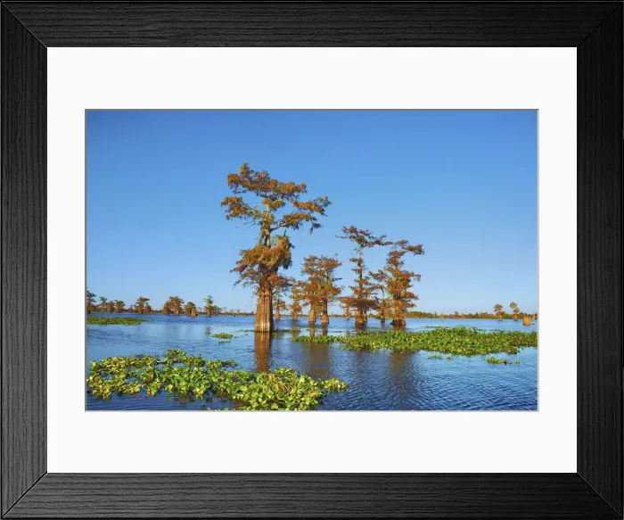 Framed Print : Bald cypress and water hyacinths - USA, Louisiana, St. Martin, Henderson Lake Framed Print : Bald cypress and water hyacinths - USA, Louisiana, St. Martin, Henderson Lake