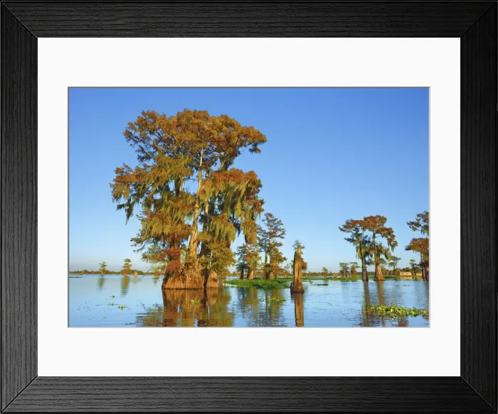 Framed Print : Bald cypress - USA, Louisiana, St. Martin, Henderson Lake Framed Print : Bald cypress - USA, Louisiana, St. Martin, Henderson Lake