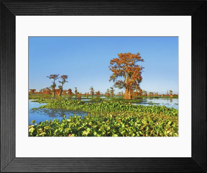 Framed Print : Bald cypress and water hyacinths - USA, Louisiana, St. Martin, Henderson Lake