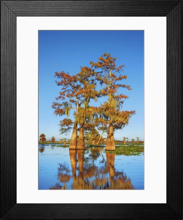 Framed Print : Bald cypress - USA, Louisiana, St. Martin, Henderson Lake Framed Print : Bald cypress - USA, Louisiana, St. Martin, Henderson Lake