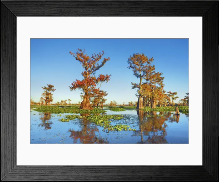 Framed Print : Bald cypress and water hyacinths - USA, Louisiana, St. Martin, Henderson Lake