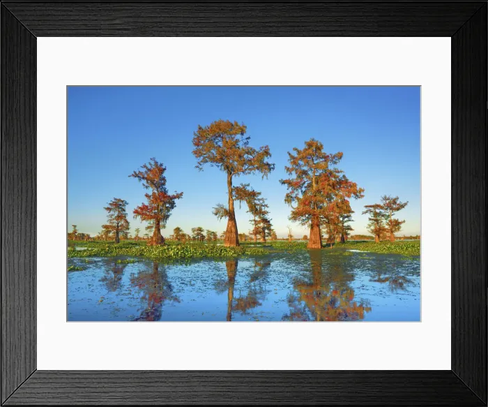 Framed Print : Bald cypress and water hyacinths - USA, Louisiana, St. Martin, Henderson Lake Framed Print : Bald cypress and water hyacinths - USA, Louisiana, St. Martin, Henderson Lake