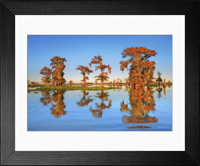Framed Print : Bald cypress - USA, Louisiana, St. Martin, Henderson Lake Framed Print : Bald cypress - USA, Louisiana, St. Martin, Henderson Lake
