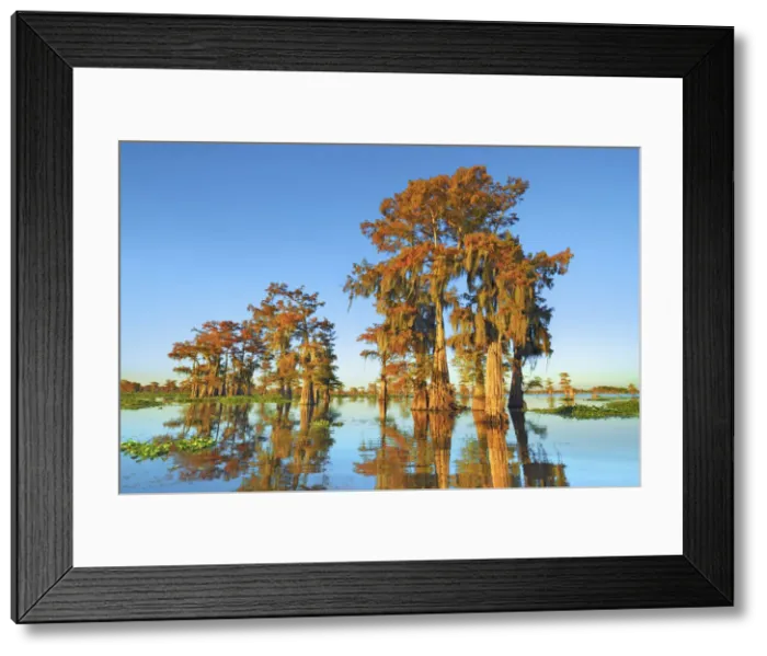 Framed Print : Bald cypress with spanish moss - USA, Louisiana, St. Martin, Henderson Lake Framed Print : Bald cypress with spanish moss - USA, Louisiana, St. Martin, Henderson Lake