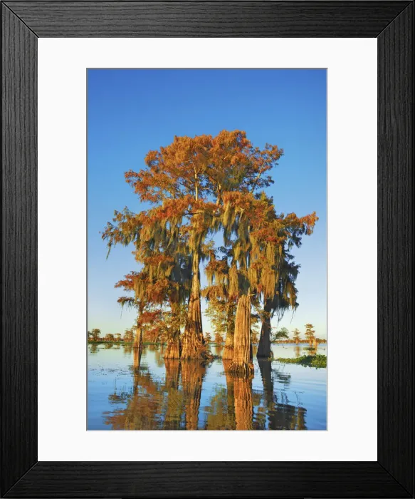 Framed Print : Bald cypress with spanish moss - USA, Louisiana, St. Martin, Henderson Lake Framed Print : Bald cypress with spanish moss - USA, Louisiana, St. Martin, Henderson Lake