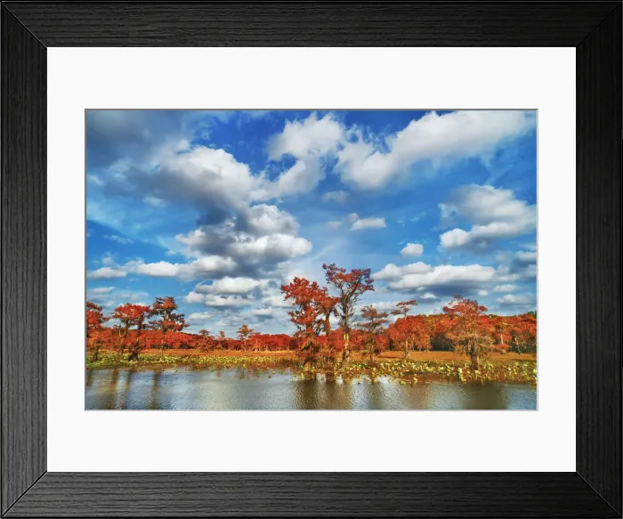 Framed Print : Bald cypress in autumn colors with spanish moss - USA, Texas, Marion, Caddo Lake, West Framed Print : Bald cypress in autumn colors with spanish moss - USA, Texas, Marion, Caddo Lake, West