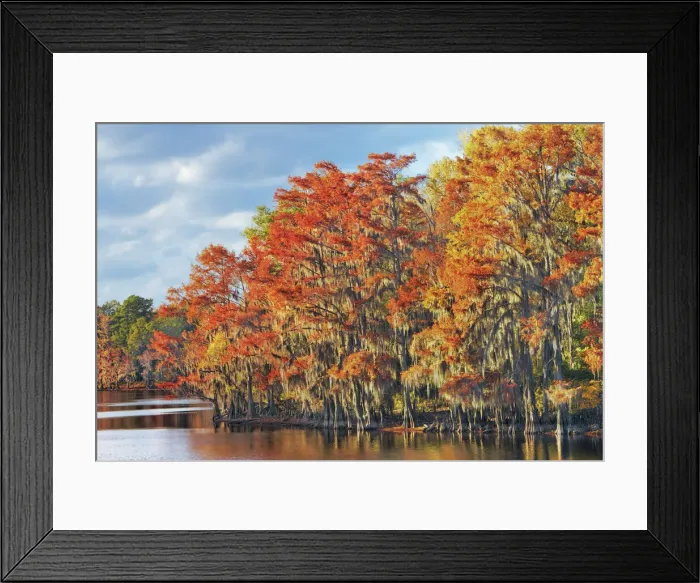 Framed Print : Bald cypress forest in autumn colors with spanish moss - USA, Texas, Marion, Caddo Lake Framed Print : Bald cypress forest in autumn colors with spanish moss - USA, Texas, Marion, Caddo Lake