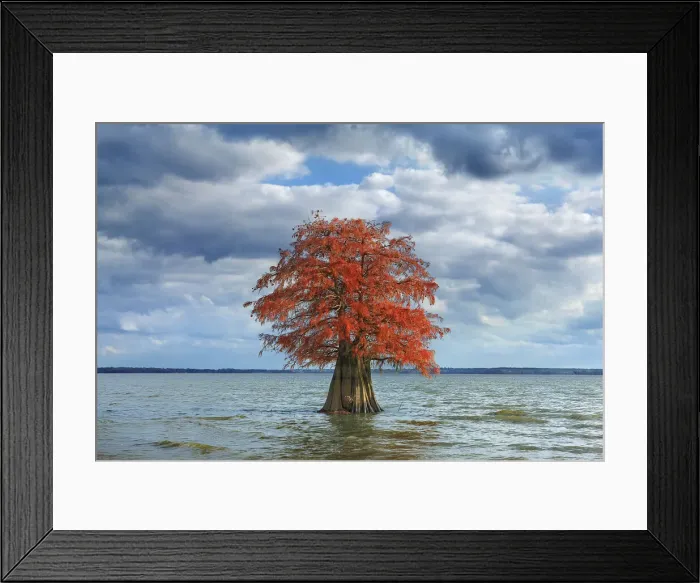 Framed Print : Bald cypress in autumn colors - USA, Louisiana, Caddo, Caddo Lake, Ferry Lake Framed Print : Bald cypress in autumn colors - USA, Louisiana, Caddo, Caddo Lake, Ferry Lake