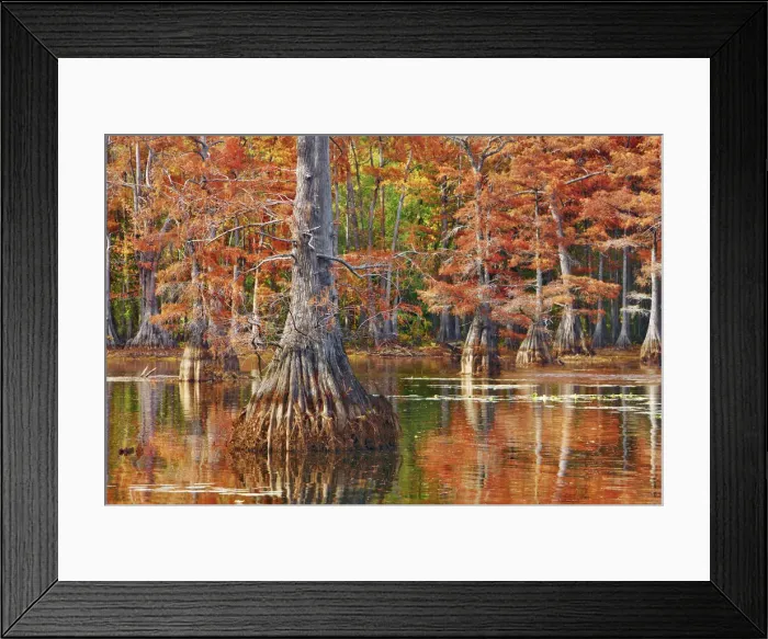Framed Print : Bald cypress in autumn colors - USA, Louisiana, Caddo, Caddo Lake, Trees, Stacy Landing Framed Print : Bald cypress in autumn colors - USA, Louisiana, Caddo, Caddo Lake, Trees, Stacy Landing
