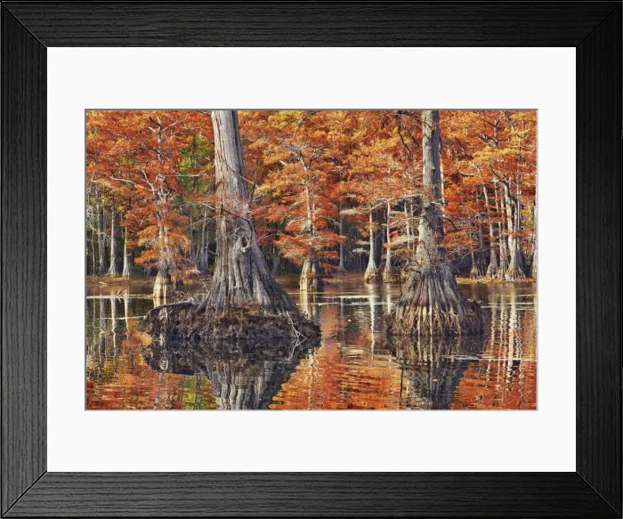 Framed Print : Bald cypress in autumn colors - USA, Louisiana, Caddo, Caddo Lake, Trees, Stacy Landing Framed Print : Bald cypress in autumn colors - USA, Louisiana, Caddo, Caddo Lake, Trees, Stacy Landing