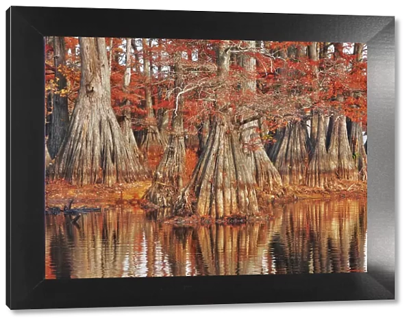Bald cypress in autumn colors - USA, Louisiana, Caddo, Caddo Lake, Trees, Stacy Landing