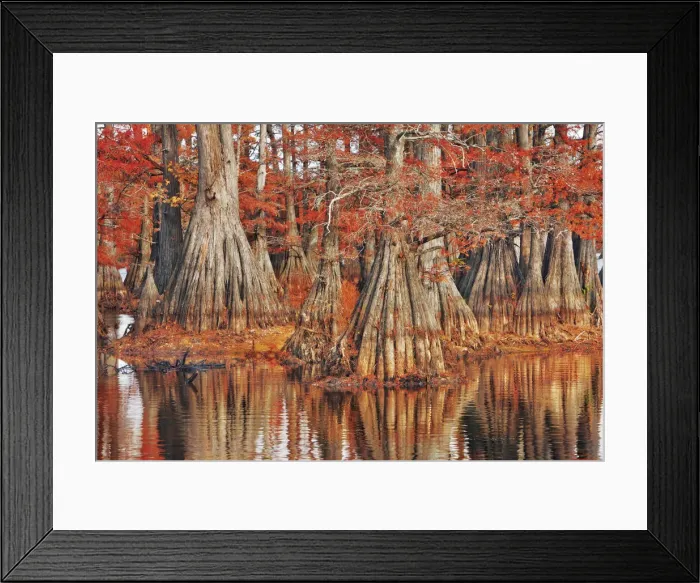 Framed Print : Bald cypress in autumn colors - USA, Louisiana, Caddo, Caddo Lake, Trees, Stacy Landing Framed Print : Bald cypress in autumn colors - USA, Louisiana, Caddo, Caddo Lake, Trees, Stacy Landing