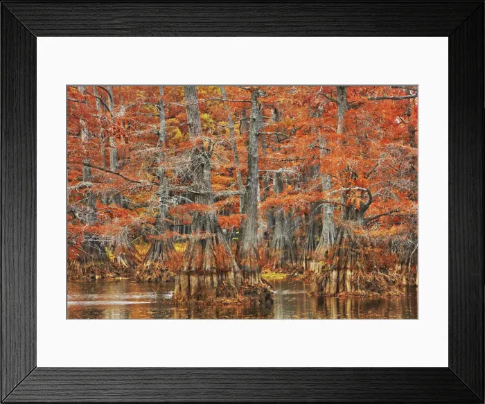 Framed Print : Bald cypress forest in autumn colors - USA, Louisiana, Caddo, Caddo Lake, Trees
