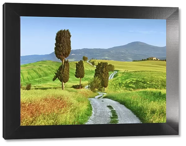 Tuscany landscape with cypresses - Italy, Tuscany, Siena, Val d Orcia, Pienza