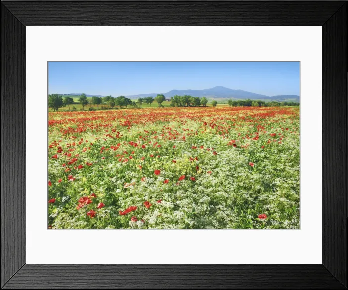 Framed Print : Corn poppy field on resting field - Italy, Tuscany, Siena, Val d Orcia, Pienza