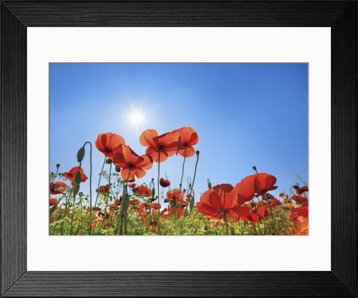 Framed Print : Corn poppy - Italy, Tuscany, Siena, Val d Orcia, Pienza, south of Framed Print : Corn poppy - Italy, Tuscany, Siena, Val d Orcia, Pienza, south of