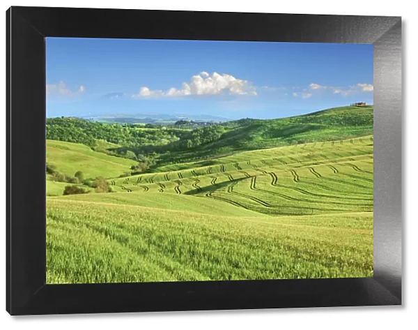 Tuscany landscape with corn fields - Italy, Tuscany, Siena, Crete, Asciano - San Giovanni