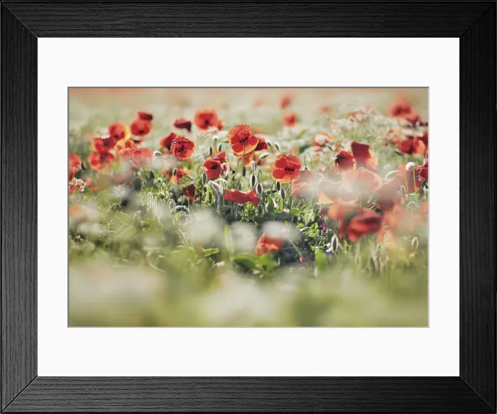 Framed Print : Corn poppy and cow parsley - Italy, Tuscany, Siena, Val d Orcia, Pienza, south of Framed Print : Corn poppy and cow parsley - Italy, Tuscany, Siena, Val d Orcia, Pienza, south of