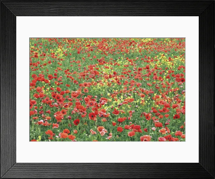 Framed Print : Corn poppy on resting field - Italy, Tuscany, Siena, Val d Orcia, Pienza