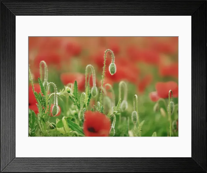 Framed Print : Corn poppy bud - Italy, Tuscany, Siena, Val d Orcia, Pienza, south of