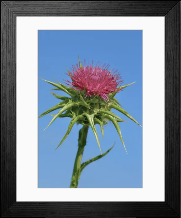 Framed Print : Marian thistle - Italy, Tuscany, Siena, Val d Orcia, Pienza Framed Print : Marian thistle - Italy, Tuscany, Siena, Val d Orcia, Pienza
